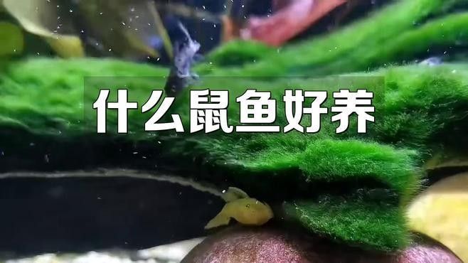 鼠魚有哪些品種推薦？：初次飼養鼠魚的新手
