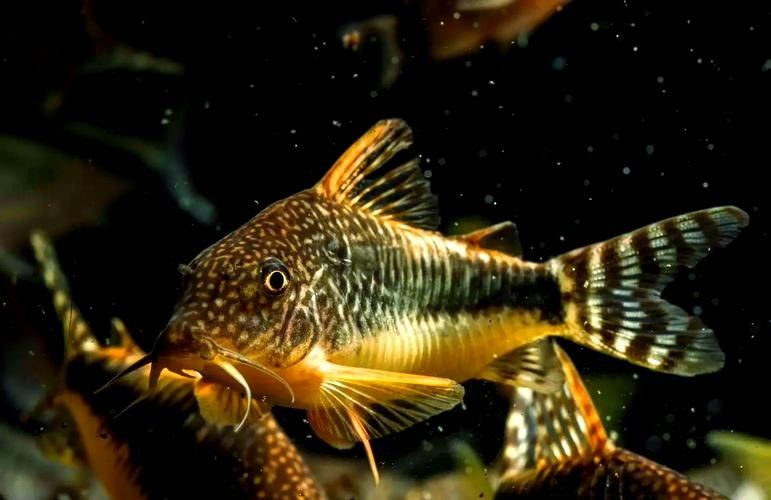 鼠魚有哪些品種推薦？：初次飼養鼠魚的新手