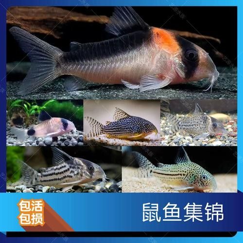 鼠魚有哪些品種推薦？：初次飼養鼠魚的新手