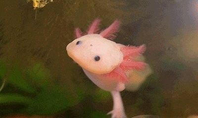 六角恐龍魚爛腳會(huì)自愈嗎：六角恐龍魚爛了怎么辦