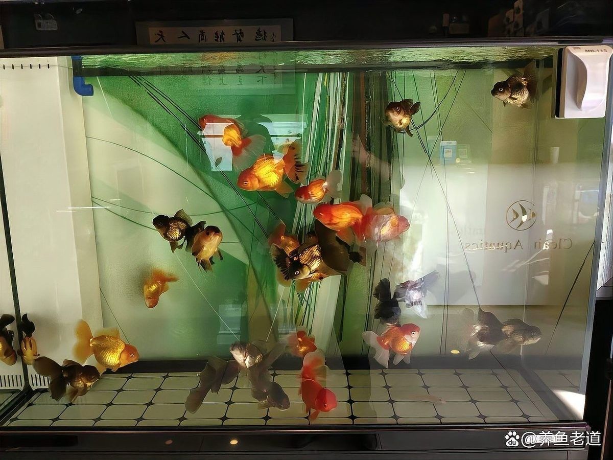 如何判斷虎紋恐龍魚是否進入繁殖期：虎紋恐龍魚繁殖成功的標志是什么虎紋恐龍魚繁殖成功的標志是什么 如何判斷虎紋恐龍魚是否進入繁殖期：虎紋恐龍魚繁殖成功的標志是什么虎紋恐龍魚繁殖成功的標志是什么 龍魚百科 第3張