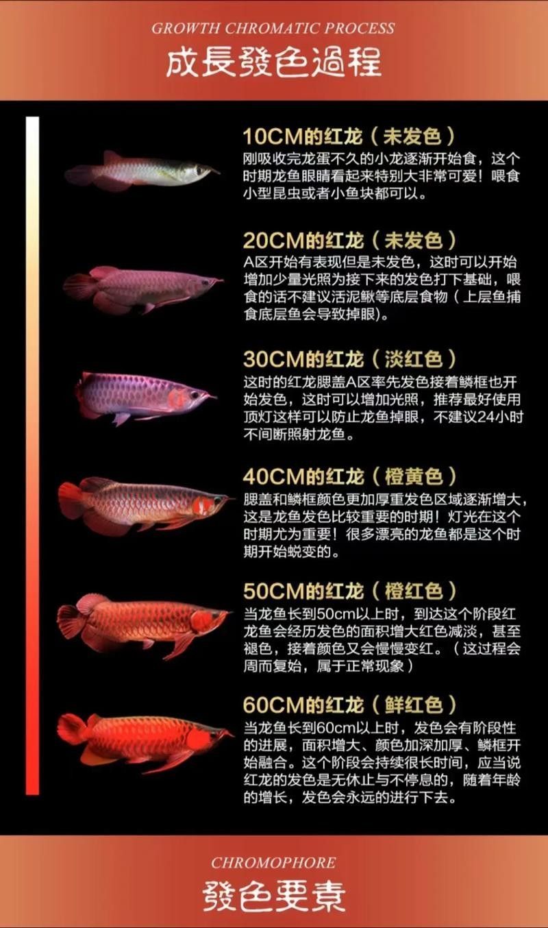 哪里可以購買到進口龍魚？：如何挑選進口龍魚