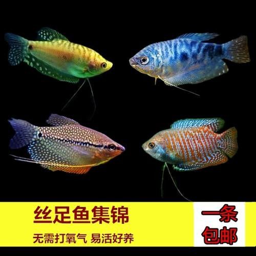給我一張藍曼龍魚的照片:藍曼龍魚養護全攻略 龍魚百科 第16張 給我一張藍曼龍魚的照片:藍曼龍魚養護全攻略 給我一張藍曼龍魚的照片:藍曼龍魚養護全攻略 龍魚百科 第16張