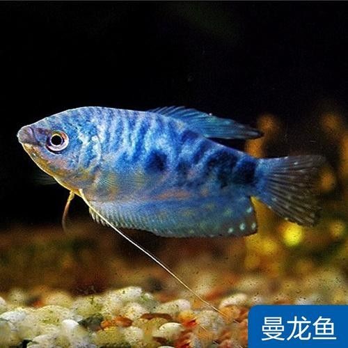 給我一張藍曼龍魚的照片:藍曼龍魚養護全攻略 龍魚百科 第9張 給我一張藍曼龍魚的照片:藍曼龍魚養護全攻略 給我一張藍曼龍魚的照片:藍曼龍魚養護全攻略 龍魚百科 第9張