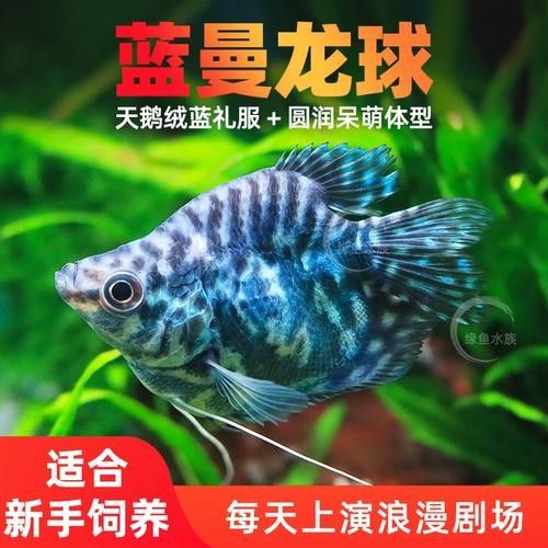 給我一張藍曼龍魚的照片:藍曼龍魚養護全攻略 龍魚百科 第18張 給我一張藍曼龍魚的照片:藍曼龍魚養護全攻略 給我一張藍曼龍魚的照片:藍曼龍魚養護全攻略 龍魚百科 第18張