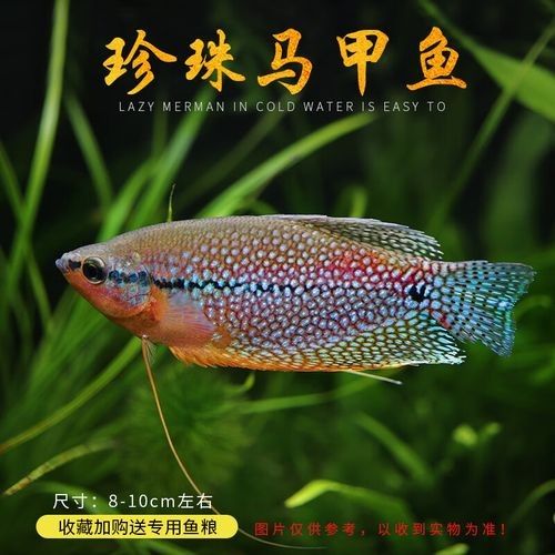 給我一張藍曼龍魚的照片:藍曼龍魚養護全攻略 龍魚百科 第13張 給我一張藍曼龍魚的照片:藍曼龍魚養護全攻略 給我一張藍曼龍魚的照片:藍曼龍魚養護全攻略 龍魚百科 第13張