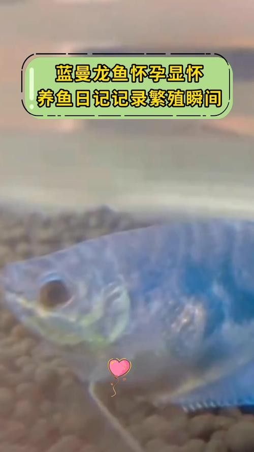 給我一張藍曼龍魚的照片:藍曼龍魚養護全攻略 龍魚百科 第11張 給我一張藍曼龍魚的照片:藍曼龍魚養護全攻略 給我一張藍曼龍魚的照片:藍曼龍魚養護全攻略 龍魚百科 第11張