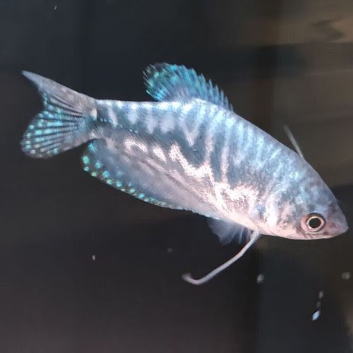 給我一張藍曼龍魚的照片:藍曼龍魚養護全攻略 龍魚百科 第17張 給我一張藍曼龍魚的照片:藍曼龍魚養護全攻略 給我一張藍曼龍魚的照片:藍曼龍魚養護全攻略 龍魚百科 第17張