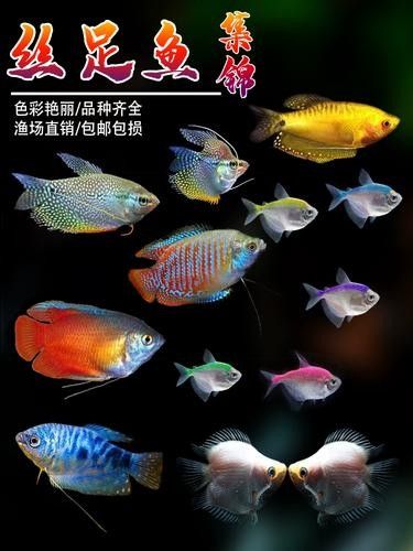 給我一張藍曼龍魚的照片:藍曼龍魚養護全攻略 龍魚百科 第22張 給我一張藍曼龍魚的照片:藍曼龍魚養護全攻略 給我一張藍曼龍魚的照片:藍曼龍魚養護全攻略 龍魚百科 第22張
