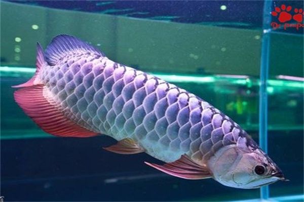 龍魚對自然光的適應性如何？：——龍魚燈光使用方法 龍魚對自然光的適應性如何？：——龍魚燈光使用方法 龍魚百科 第7張