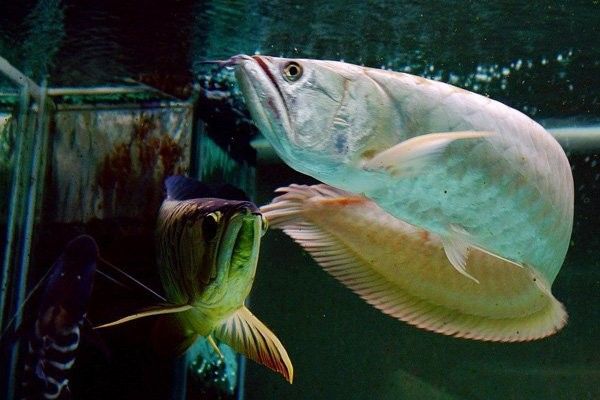 龍魚對自然光的適應性如何？：——龍魚燈光使用方法 龍魚對自然光的適應性如何？：——龍魚燈光使用方法 龍魚百科 第6張