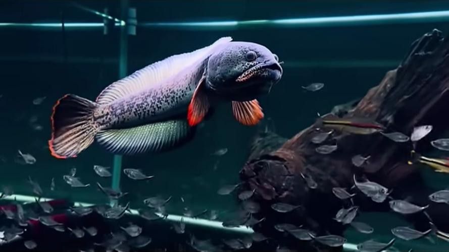 巴卡雷龍成體喂什么食物好？：物種研究員阿東雷龍魚飼養全攻略雷龍魚飼養全攻略