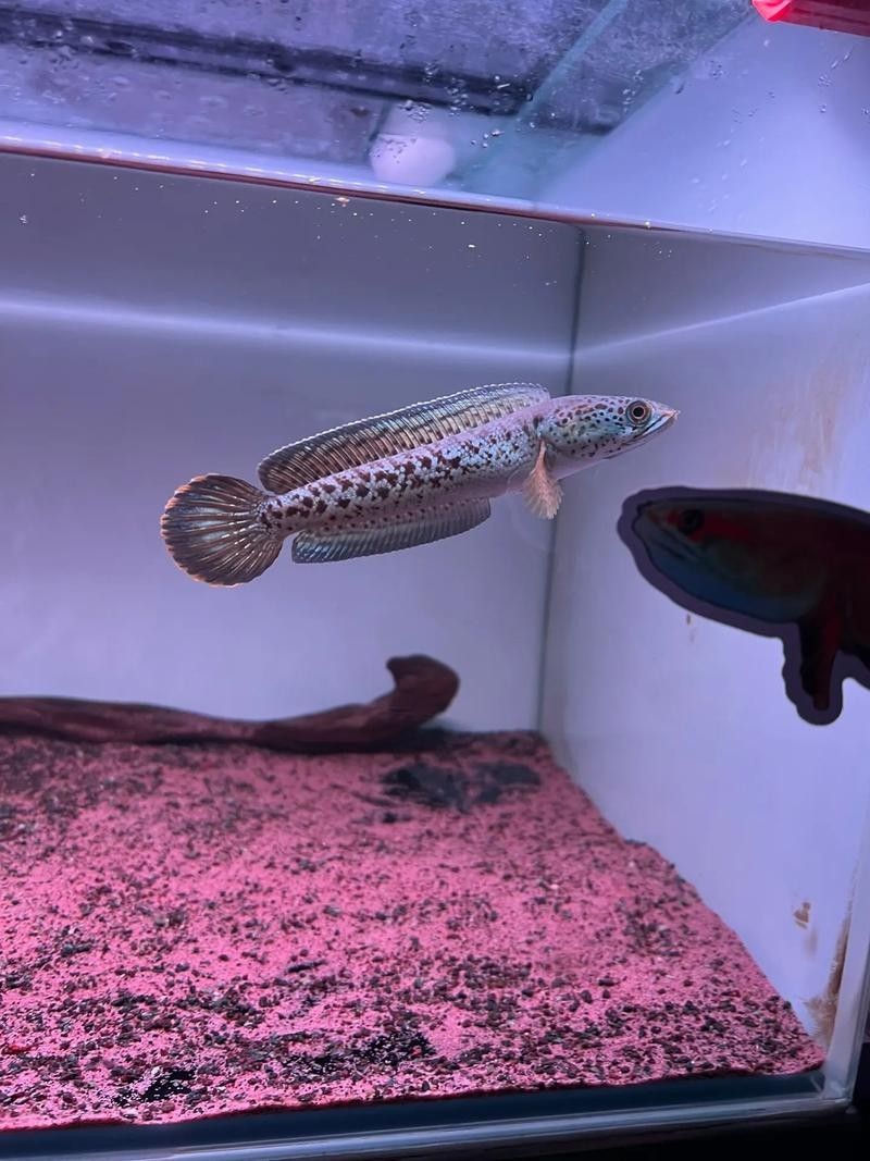 巴卡雷龍成體喂什么食物好？：物種研究員阿東雷龍魚飼養全攻略雷龍魚飼養全攻略