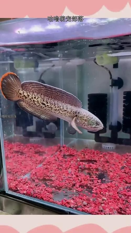 巴卡雷龍成體喂什么食物好？：物種研究員阿東雷龍魚飼養全攻略雷龍魚飼養全攻略
