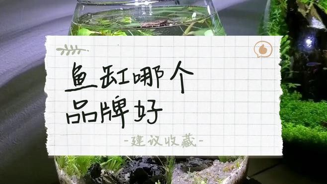 推薦幾款適合混養(yǎng)龍魚、虎魚、鳳魚的魚缸品牌：適合混養(yǎng)龍魚、虎魚、鳳魚、鳳魚的中大型魚缸品牌推薦
