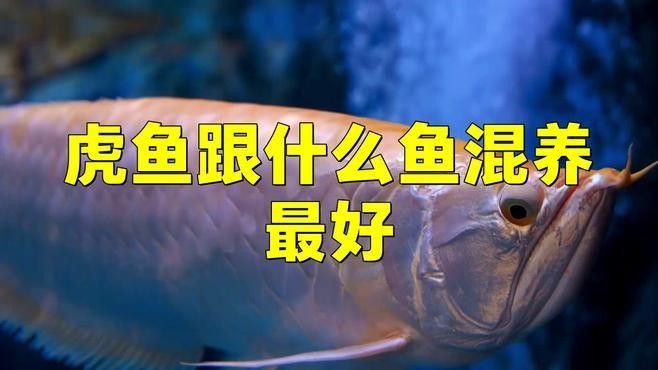 推薦幾款適合混養龍魚、虎魚、鳳魚的魚缸品牌：適合混養龍魚、虎魚、鳳魚、鳳魚的中大型魚缸品牌推薦