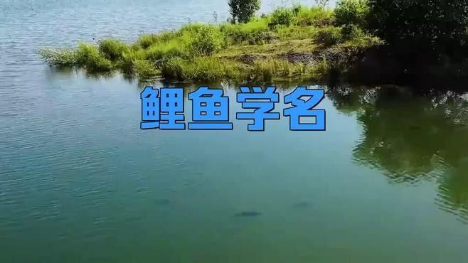 鯉魚還有哪些別名：鯉魚作為廣泛分布的淡水魚類擁有豐富的別稱體系