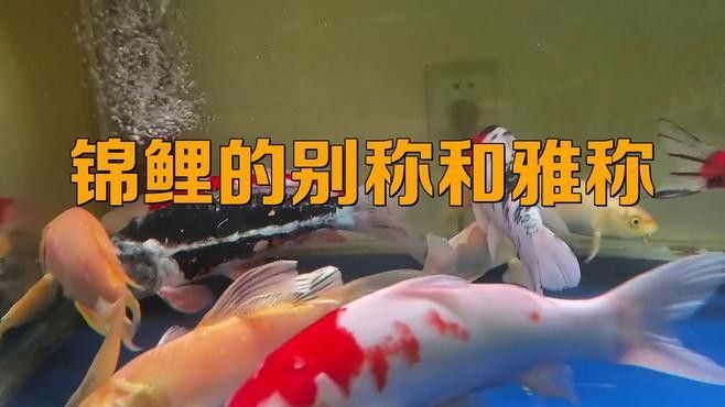 鯉魚還有哪些別名：鯉魚作為廣泛分布的淡水魚類擁有豐富的別稱體系