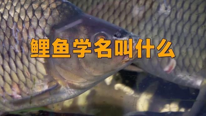 鯉魚還有哪些別名：鯉魚作為廣泛分布的淡水魚類擁有豐富的別稱體系