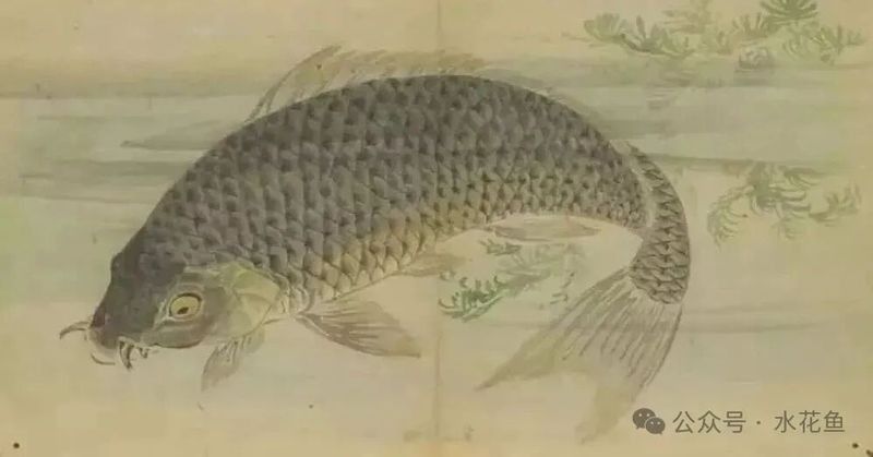 鯉魚還有哪些別名：鯉魚作為廣泛分布的淡水魚類擁有豐富的別稱體系
