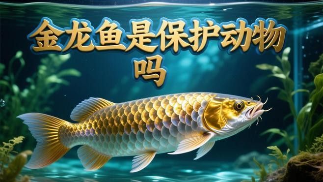 如何判斷黃化金龍魚是否合法？：判斷黃化金龍魚（美麗硬仆骨舌魚的人工培育品種）是否合法