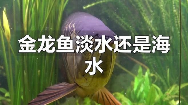 如何判斷黃化金龍魚是否合法？：判斷黃化金龍魚（美麗硬仆骨舌魚的人工培育品種）是否合法