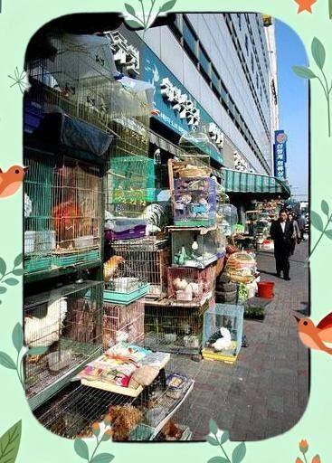 湖州寵物市場營業時間：湖州寵物市場的營業時間