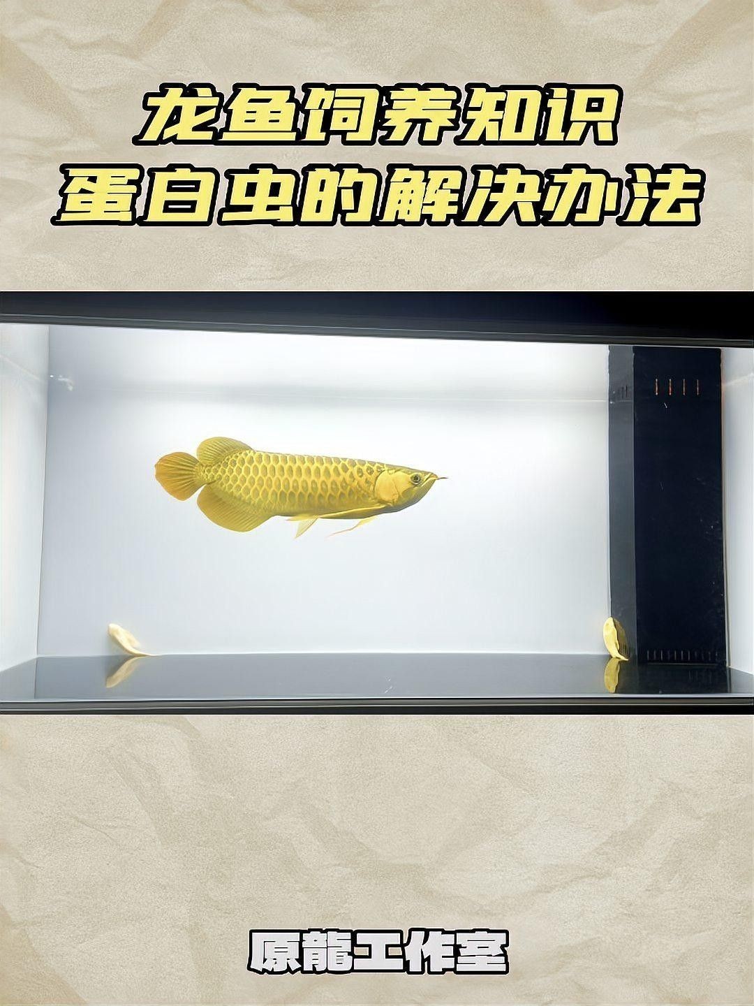 蛋白蟲對龍魚有害嗎？：蛋白蟲對龍魚的危害 蛋白蟲對龍魚有害嗎？：蛋白蟲對龍魚的危害 龍魚百科 第1張