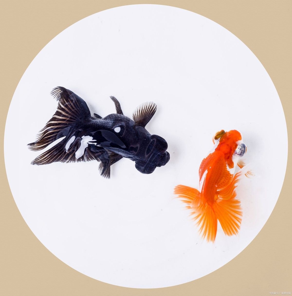 如何預(yù)防金龍魚鹽放多？：養(yǎng)金魚多久放一次鹽 如何預(yù)防金龍魚鹽放多？：養(yǎng)金魚多久放一次鹽 龍魚百科 第11張