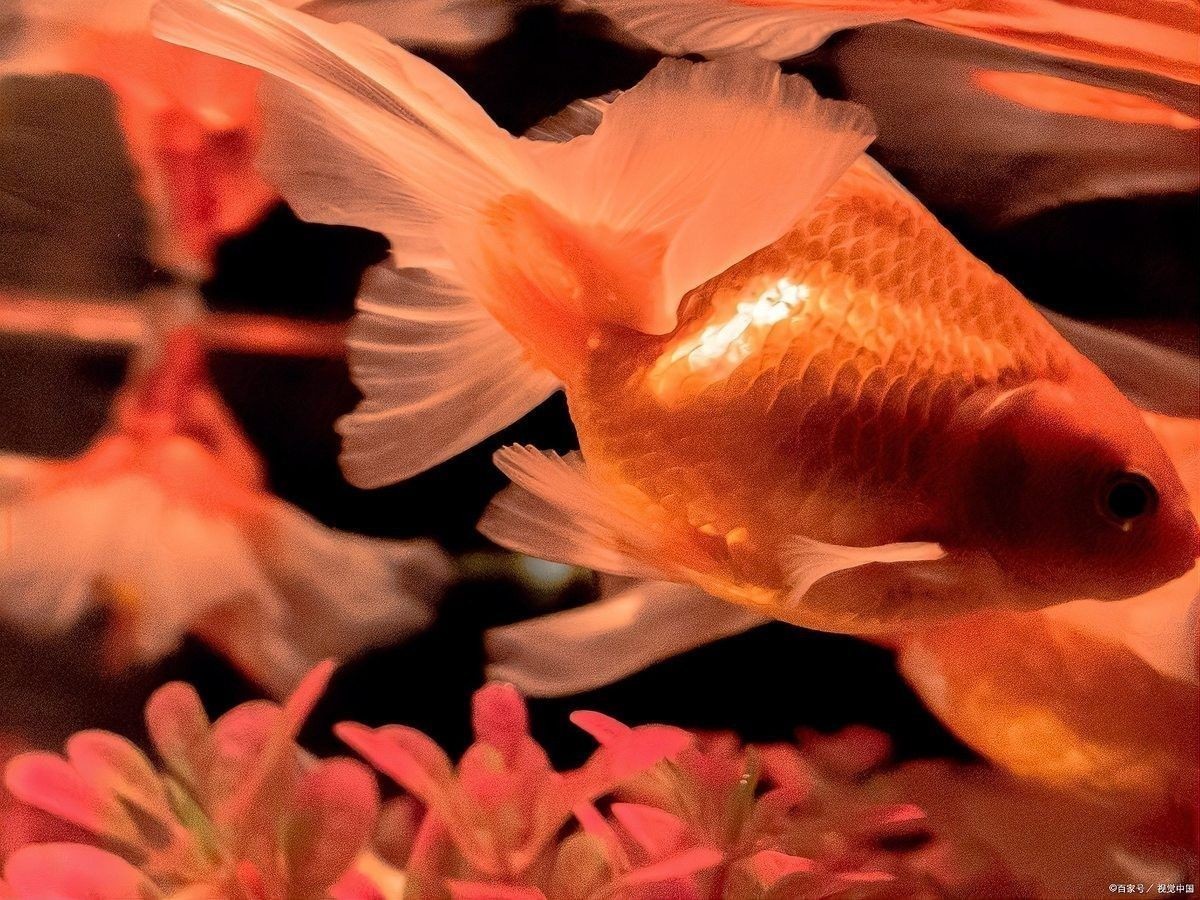如何預(yù)防金龍魚鹽放多？：養(yǎng)金魚多久放一次鹽 如何預(yù)防金龍魚鹽放多？：養(yǎng)金魚多久放一次鹽 龍魚百科 第13張