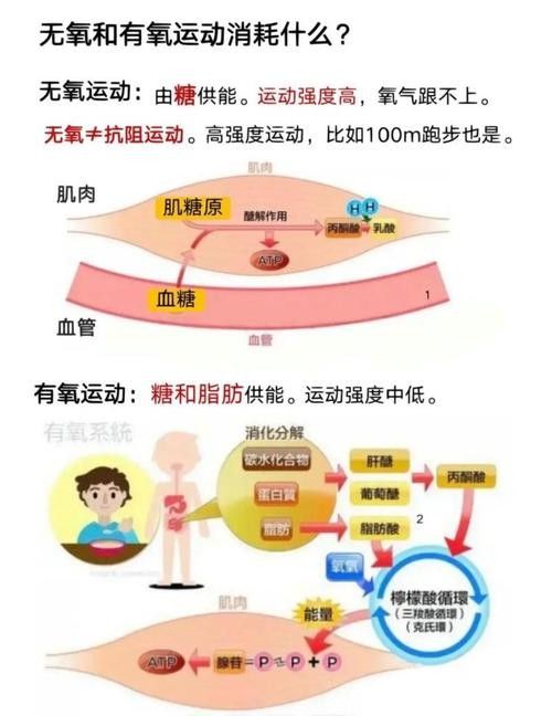 停食期間運(yùn)動(dòng)強(qiáng)度如何控制？：停食期間如何控制運(yùn)動(dòng)強(qiáng)度