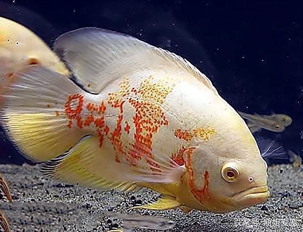 地圖魚咬傷龍魚后如何護理？：當龍魚被地圖魚咬傷后需立即采取隔離、消毒和靜養措施