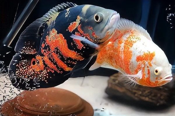 地圖魚咬傷龍魚后如何護理？：當龍魚被地圖魚咬傷后需立即采取隔離、消毒和靜養措施