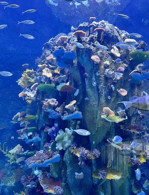鹽田哪個水族館龍魚好?祥龍魚場龍魚:極品祥龍魚場·進口元寶鳳凰魚飼養全指南 龍魚百科 第1張 鹽田哪個水族館龍魚好?祥龍魚場龍魚:極品祥龍魚場·進口元寶鳳凰魚飼養全指南 鹽田哪個水族館龍魚好?祥龍魚場龍魚:極品祥龍魚場·進口元寶鳳凰魚飼養全指南 龍魚百科 第1張