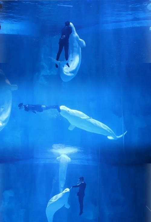 鹽田哪個水族館龍魚好?祥龍魚場龍魚:極品祥龍魚場·進口元寶鳳凰魚飼養全指南 龍魚百科 第4張 鹽田哪個水族館龍魚好?祥龍魚場龍魚:極品祥龍魚場·進口元寶鳳凰魚飼養全指南 鹽田哪個水族館龍魚好?祥龍魚場龍魚:極品祥龍魚場·進口元寶鳳凰魚飼養全指南 龍魚百科 第4張
