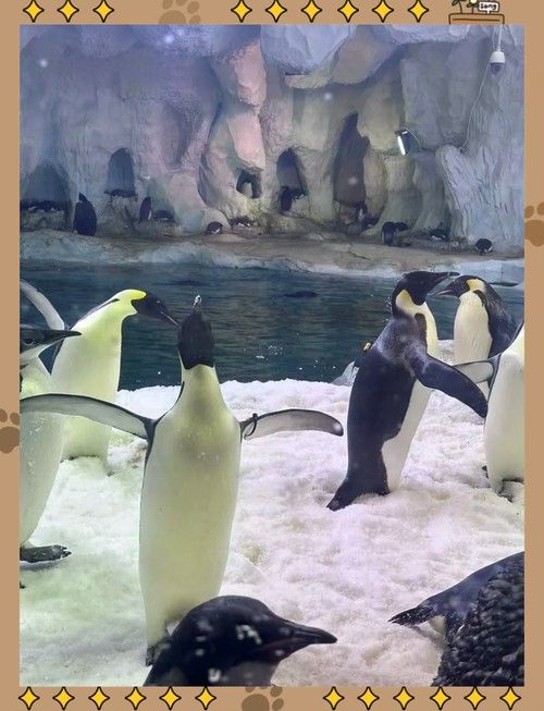 鹽田哪個水族館龍魚好?祥龍魚場龍魚:極品祥龍魚場·進口元寶鳳凰魚飼養全指南 龍魚百科 第6張 鹽田哪個水族館龍魚好?祥龍魚場龍魚:極品祥龍魚場·進口元寶鳳凰魚飼養全指南 鹽田哪個水族館龍魚好?祥龍魚場龍魚:極品祥龍魚場·進口元寶鳳凰魚飼養全指南 龍魚百科 第6張