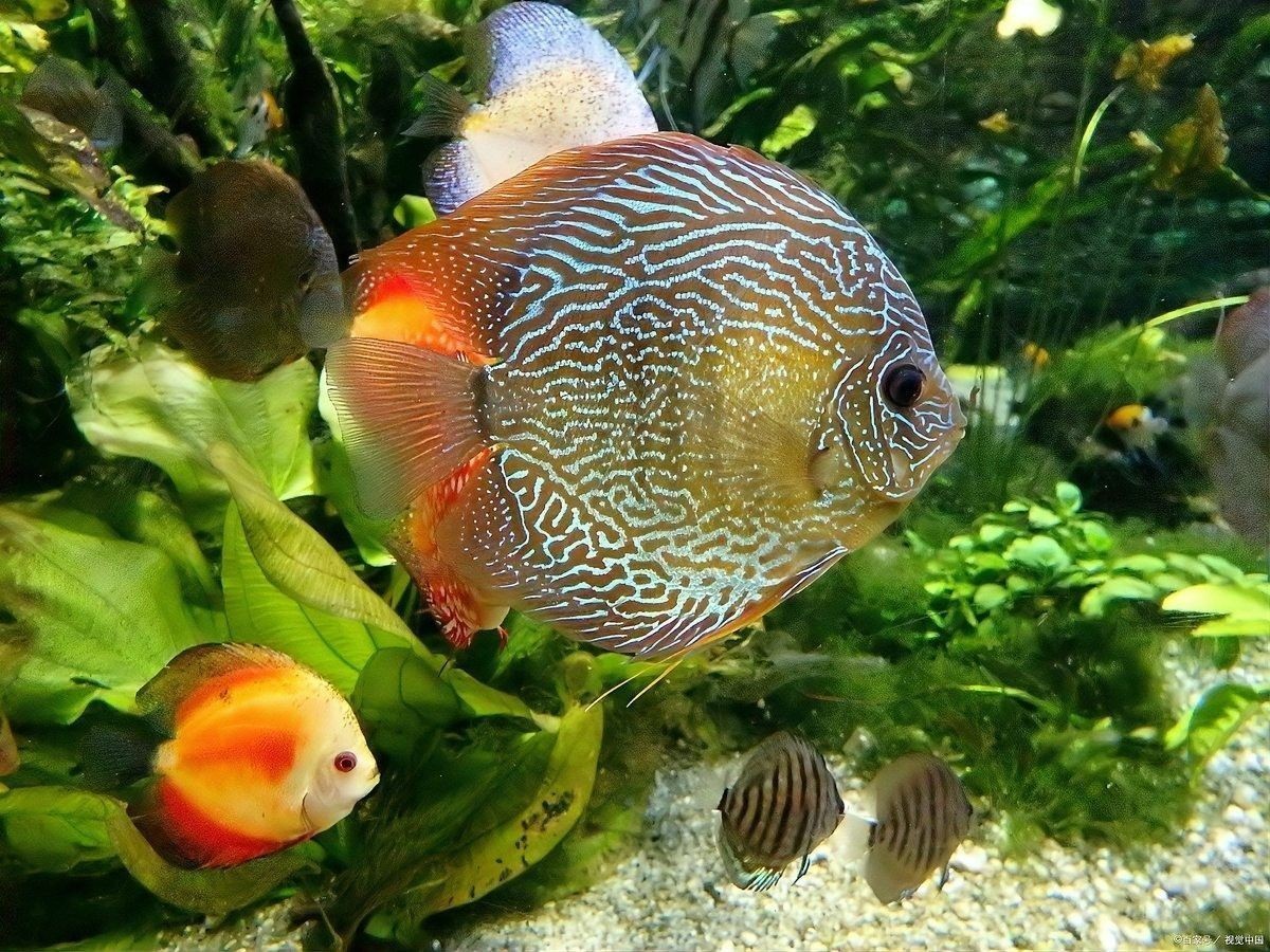 推薦一些與虎皮恐龍魚混養的魚類：虎皮恐龍魚適合與哪些魚混養 推薦一些與虎皮恐龍魚混養的魚類：虎皮恐龍魚適合與哪些魚混養 龍魚百科 第3張