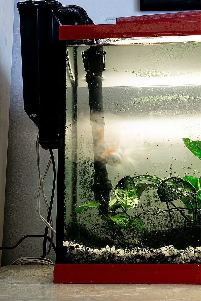 推薦一些與虎皮恐龍魚混養的魚類：虎皮恐龍魚適合與哪些魚混養 推薦一些與虎皮恐龍魚混養的魚類：虎皮恐龍魚適合與哪些魚混養 龍魚百科 第2張