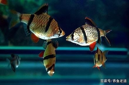 推薦一些與虎皮恐龍魚混養的魚類：虎皮恐龍魚適合與哪些魚混養 推薦一些與虎皮恐龍魚混養的魚類：虎皮恐龍魚適合與哪些魚混養 龍魚百科 第1張