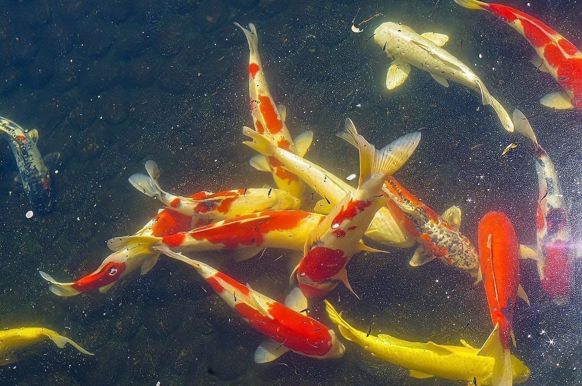 混養錦鯉和金魚需要多久適應：\