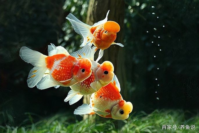混養錦鯉和金魚需要多久適應：\