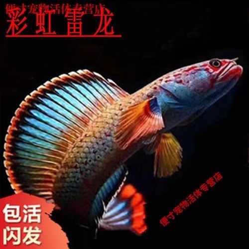 如何增強彩虹雷龍魚發色效果：如何增強彩虹雷龍魚的發色效果