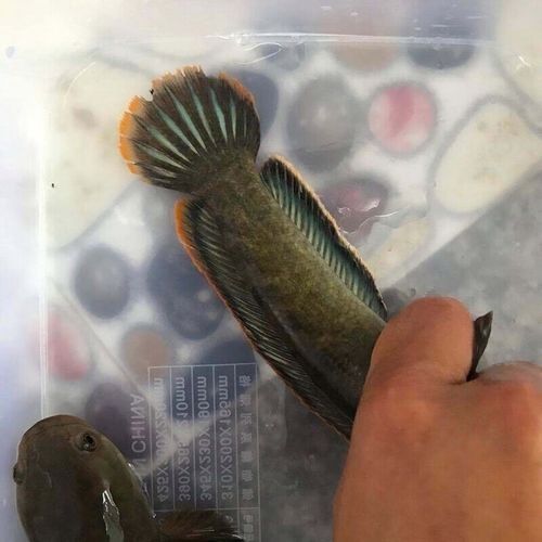 如何增強彩虹雷龍魚發色效果：如何增強彩虹雷龍魚的發色效果