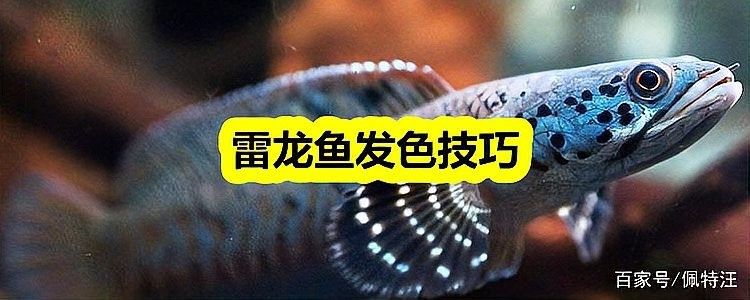 彩虹雷龍魚發色需要多長時間