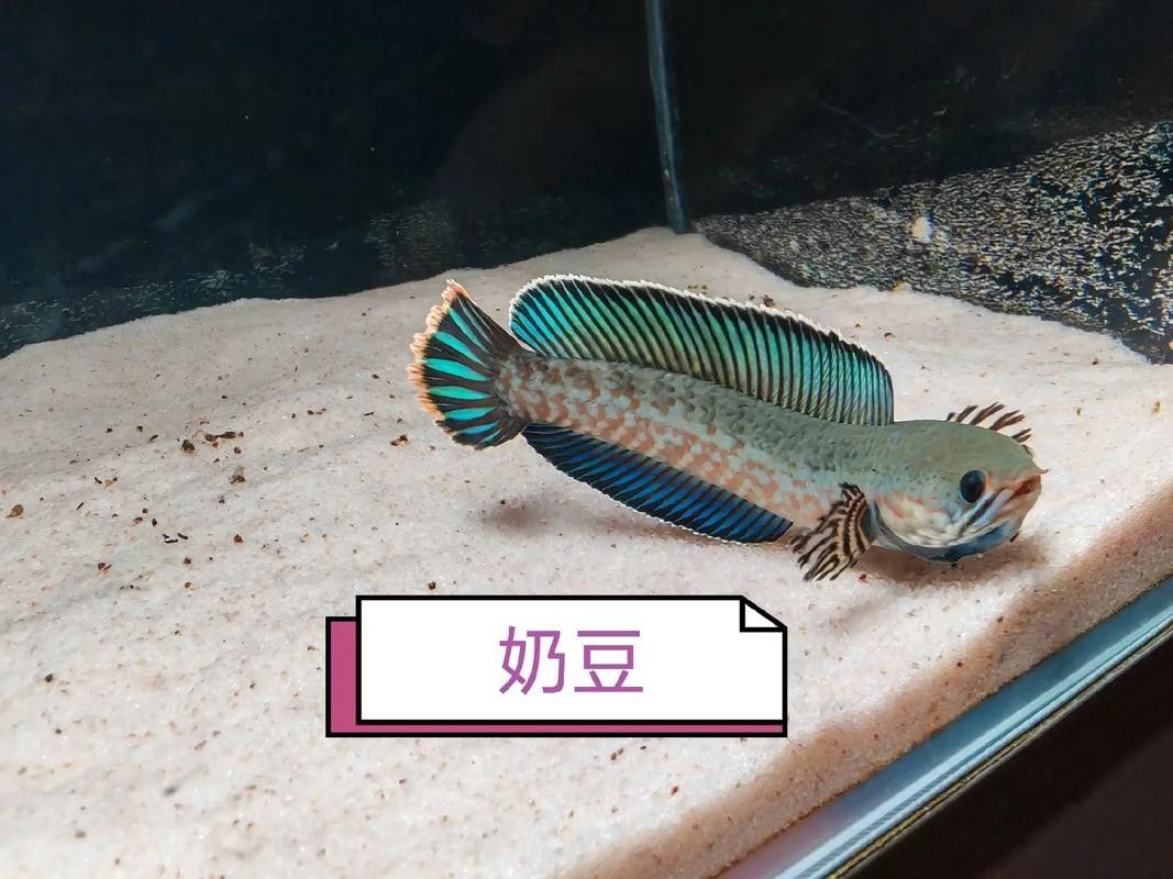 雷龍魚苗的飼養難度如何：雷龍魚苗的飼養難度整體適中但需注意以下關鍵要點 雷龍魚苗的飼養難度如何：雷龍魚苗的飼養難度整體適中但需注意以下關鍵要點 龍魚百科 第8張