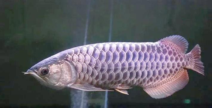 如何區(qū)分金龍魚的藍底和紫底：金龍魚的藍底與紫底