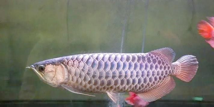 如何區(qū)分金龍魚的藍底和紫底：金龍魚的藍底與紫底