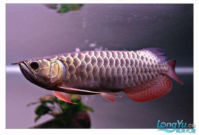 如何區(qū)分金龍魚的藍底和紫底：金龍魚的藍底與紫底