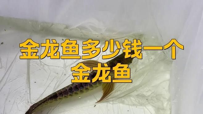 如何區(qū)分金龍魚的藍底和紫底：金龍魚的藍底與紫底