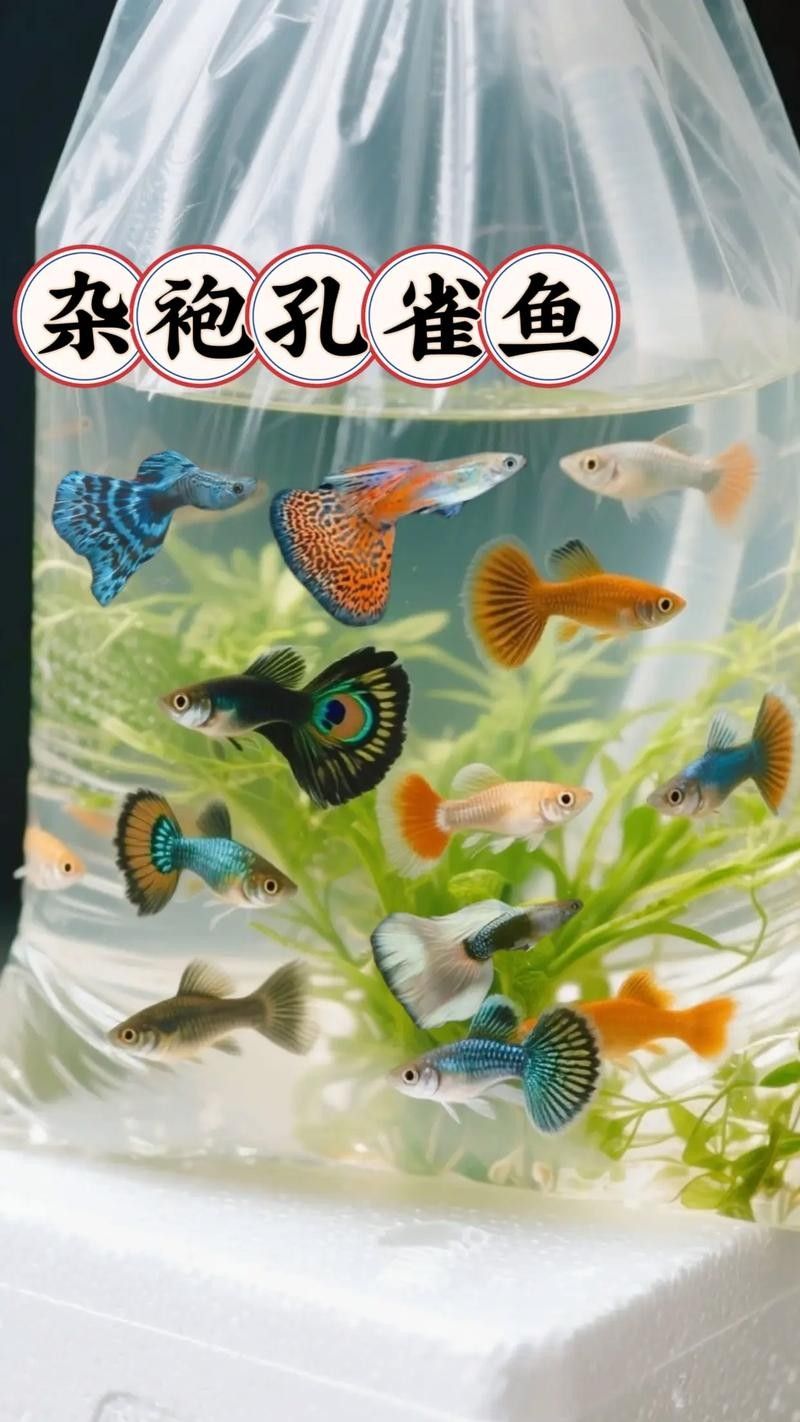 孔雀魚混養(yǎng)的最佳搭配有哪些：九種適合和孔雀魚混養(yǎng)的魚 孔雀魚混養(yǎng)的最佳搭配有哪些：九種適合和孔雀魚混養(yǎng)的魚 龍魚百科 第4張